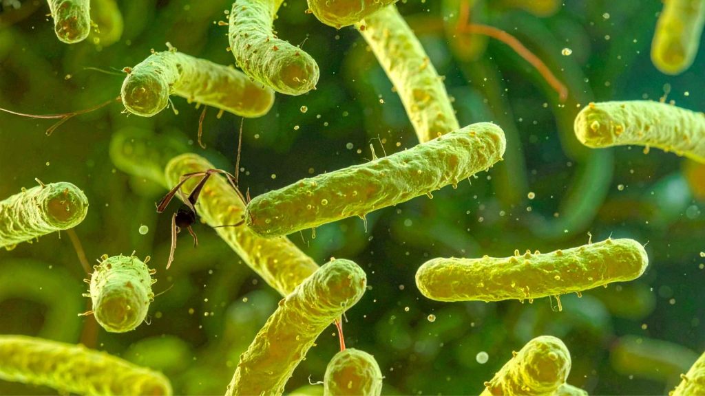Vibrio vulnificus Florida First 2026 Death Reported Fyh.news