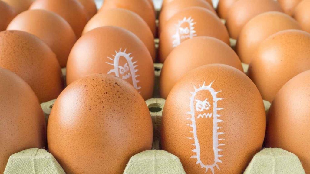 Class I Salmonella Egg Recall What to Know Fyh.news
